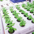 Sustainable – Hydroponics Farming